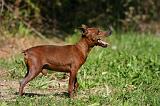 PINSCHER NAIN 078